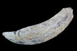 Fossil Pygmy Sperm Whale (Kogiopsis) Tooth #78224-1